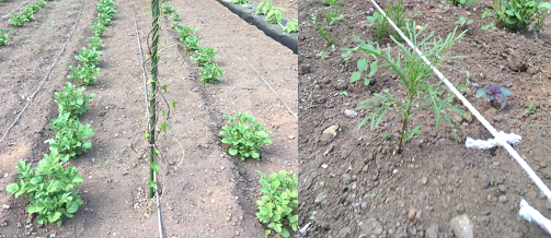 なぜか長い芋とコスモスも育っています・・・。成長を見守ってください・・・。