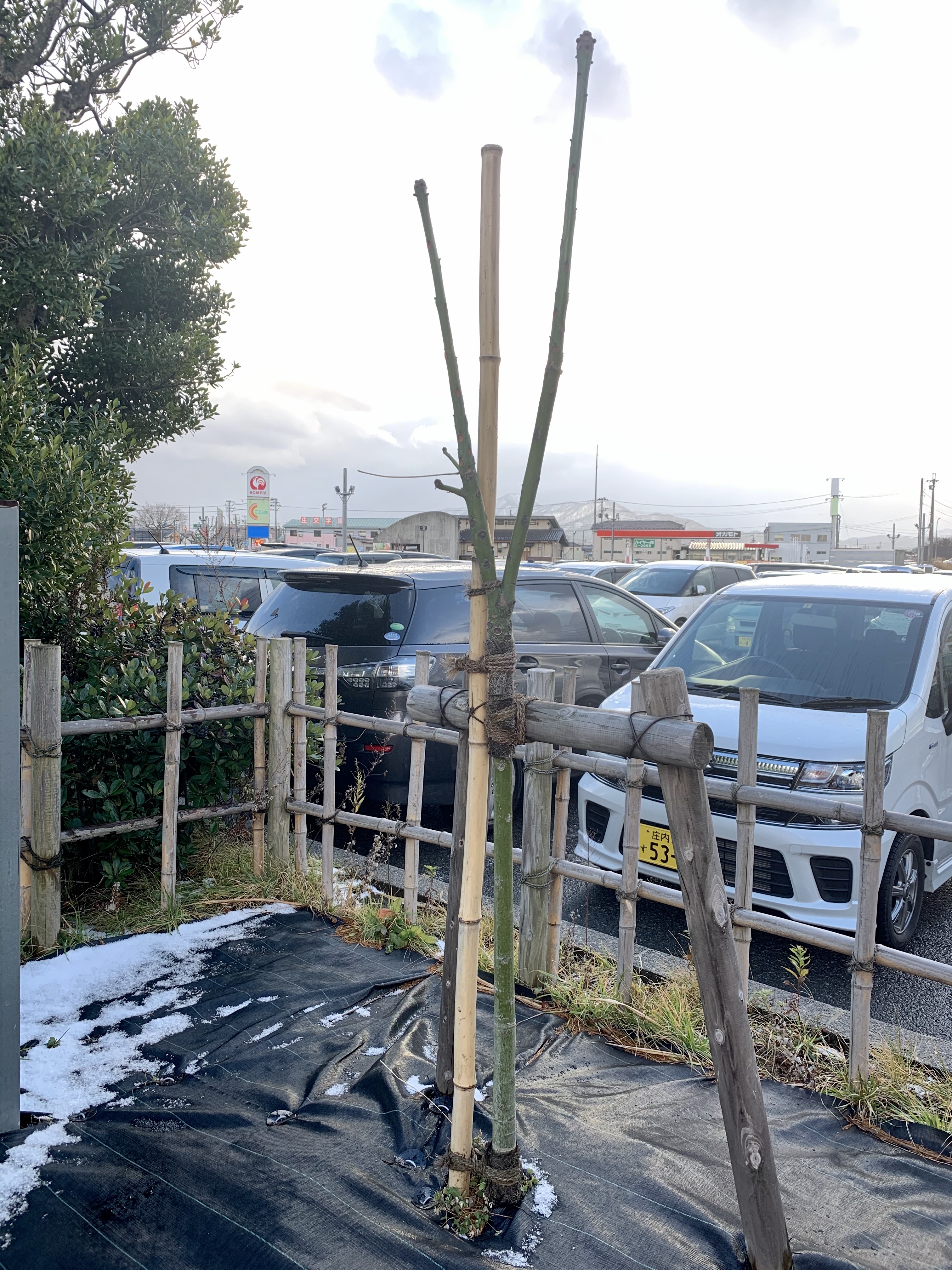 年度 アオギリ２世成長日記 お知らせ 組合員活動 Coop 生活協同組合 共立社