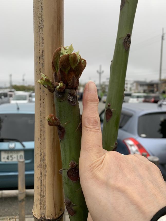 今年の春・・ちちゃな目をだした❤