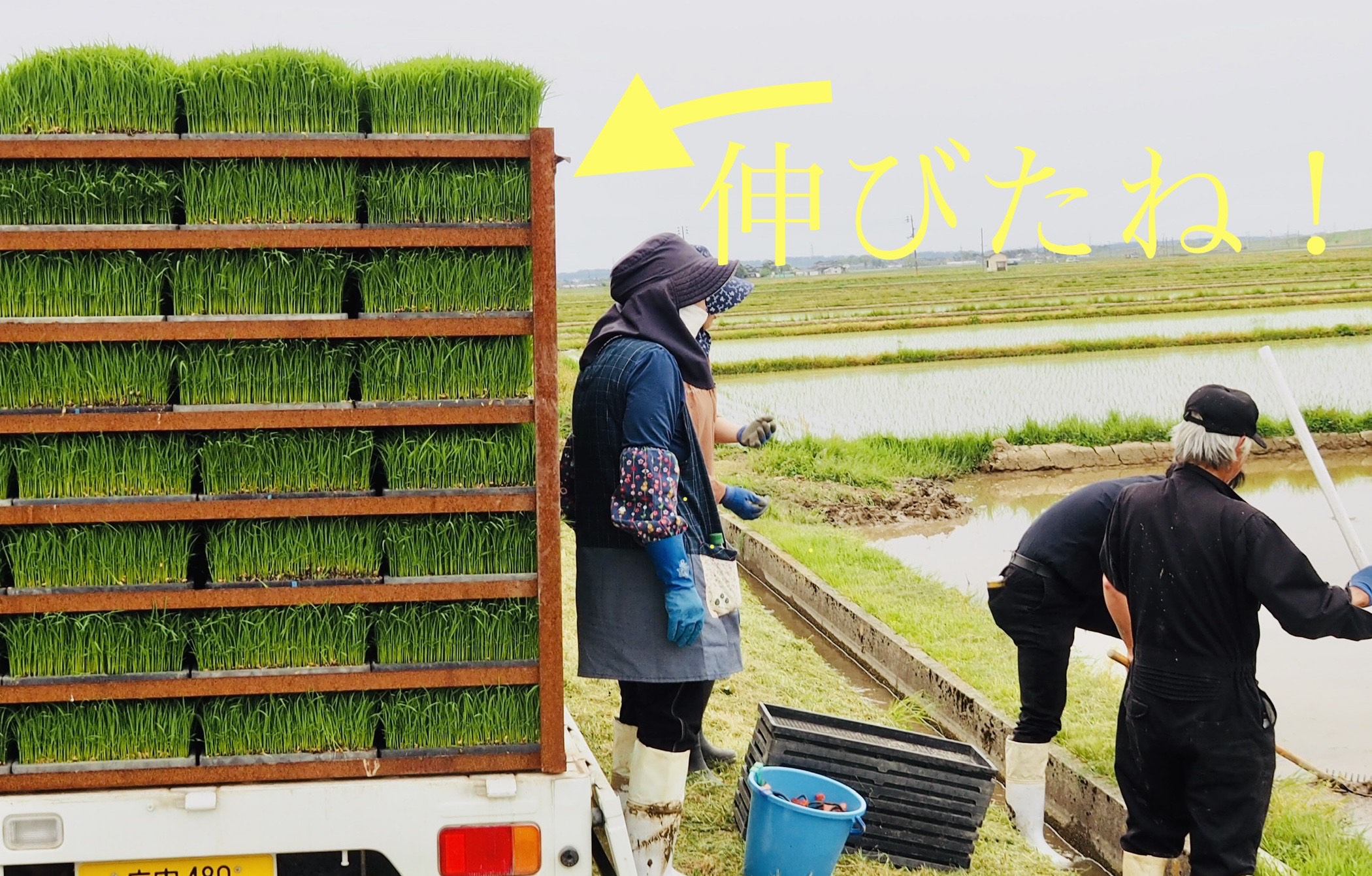 Jaあまるめ 共立社提携 米作り体験 田植え作業 バケツ稲 報告 お知らせ 組合員活動 Coop 生活協同組合 共立社