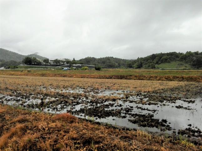 あいにくの雨模様でしたが、植物たちにとっては恵みの雨になるでしょう。