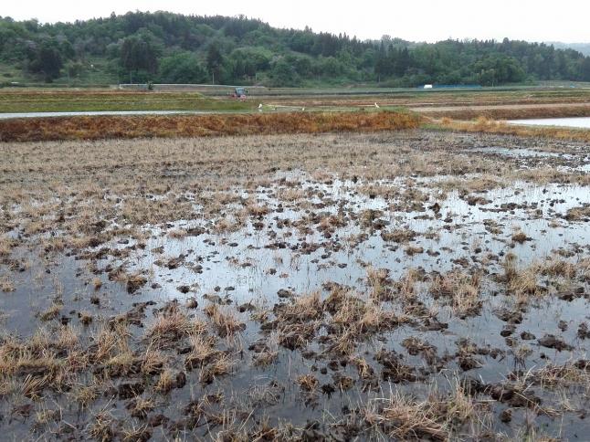 田植えに向けて準備中！