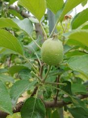 🍏真ん中だけを残します🍏